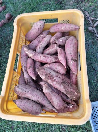 정도영님의 가을 농사 후 토양 어떻게 관리하세요? · 참여글 작성글 사진