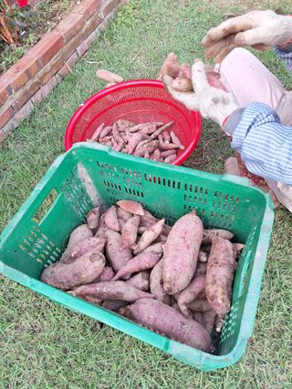 정도영님의 가을 농사 후 토양 어떻게 관리하세요? · 참여글 작성글 사진