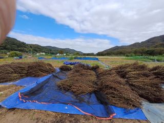 남궁봉님의 들깨 · 영농일지 작성글 사진