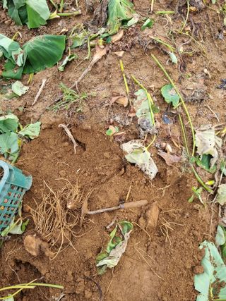 그린1505님의 기타작물 · 영농일지 작성글 사진