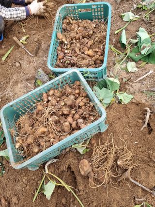 그린1505님의 기타작물 · 영농일지 작성글 사진