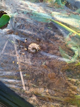 박덕남님의 배추 · 병해충상담 작성글 사진