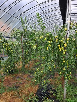 알 수 없음님의 기타작물 · 영농일지 작성글 사진