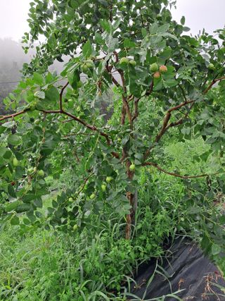 알 수 없음님의 기타작물 · 영농일지 작성글 사진