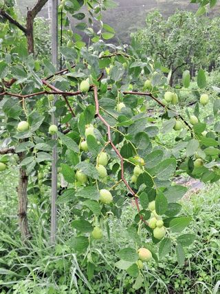 알 수 없음님의 기타작물 · 영농일지 작성글 사진