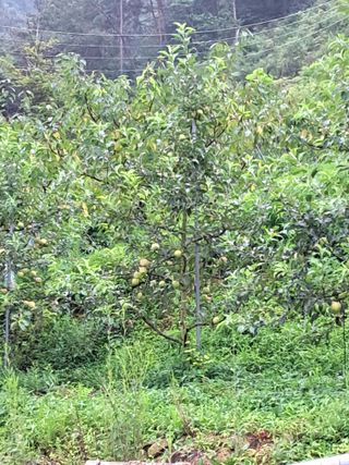 알 수 없음님의 기타작물 · 영농일지 작성글 사진