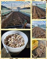 팜모닝 마늘·영농일지 게시글 이미지