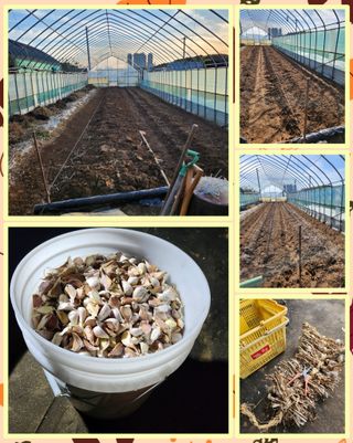 이창우님의 마늘 · 영농일지 작성글 사진