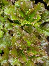 팜모닝 상추·영농일지 게시글 이미지