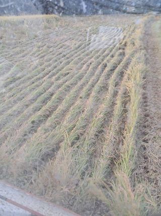 천년의사랑님의 기타작물 · 영농일지 작성글 사진