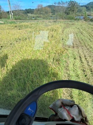 천년의사랑님의 기타작물 · 영농일지 작성글 사진