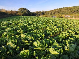 천년의사랑님의 기타작물 · 영농일지 작성글 사진