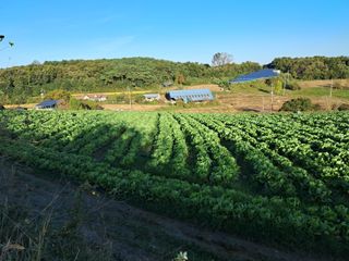 천년의사랑님의 기타작물 · 영농일지 작성글 사진