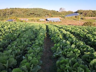 천년의사랑님의 기타작물 · 영농일지 작성글 사진