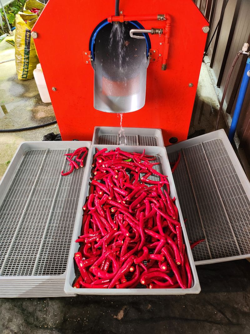 김창순님의 장터 판매 상품 [고춧가루 500g] 첨부 사진