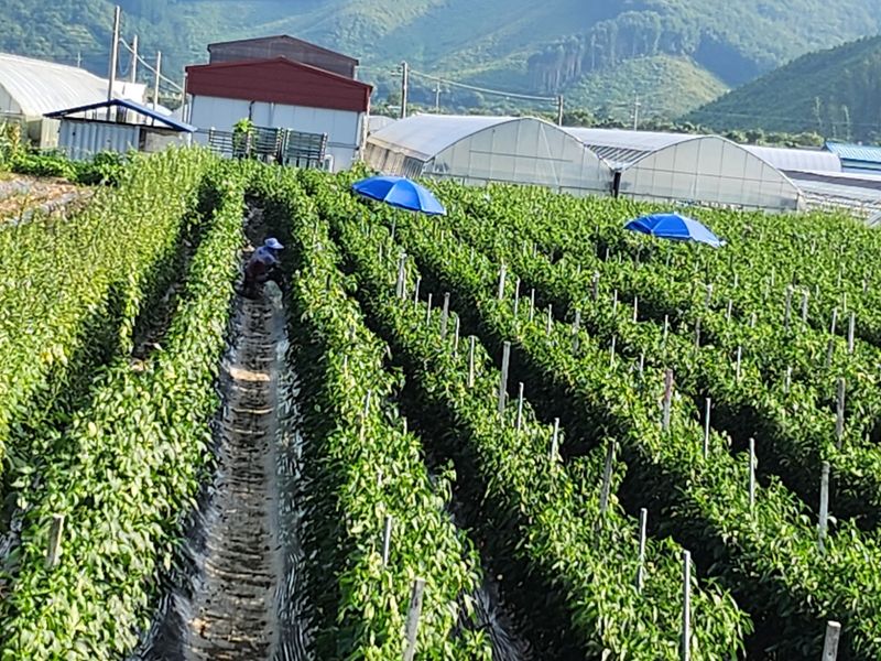 김창순님의 장터 판매 상품 [고춧가루 500g] 첨부 사진