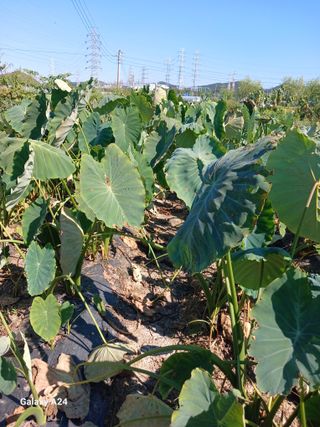 강성흔목사 님의 기타작물 · 영농일지 작성글 사진