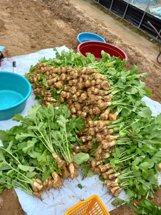 고추농사님의 기타작물 · 영농일지 작성글 사진
