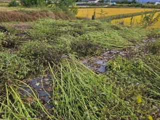 유명숙님의 들깨 · 영농일지 작성글 사진