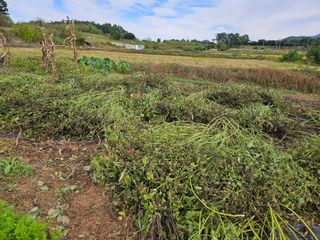 유명숙님의 들깨 · 영농일지 작성글 사진
