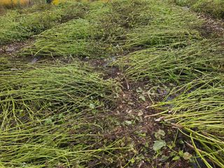 유명숙님의 들깨 · 영농일지 작성글 사진