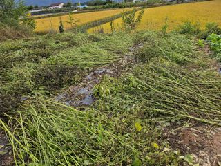 유명숙님의 들깨 · 영농일지 작성글 사진