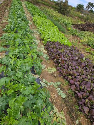 유명숙님의 들깨 · 영농일지 작성글 사진