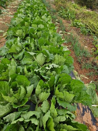 유명숙님의 들깨 · 영농일지 작성글 사진