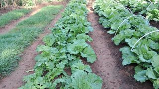 이규상님의 배추 · 영농일지 작성글 사진