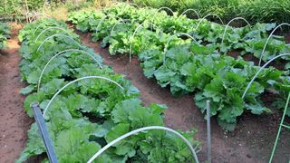 이규상님의 배추 · 영농일지 작성글 사진