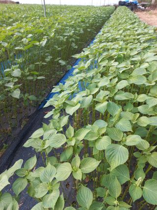 농민님의 자유주제 · 자유게시판 작성글 사진