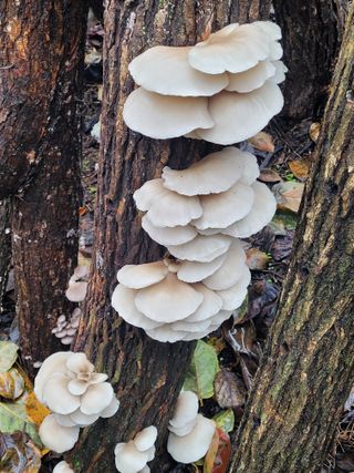 이기석님의 자유주제 · 자유게시판 작성글 사진