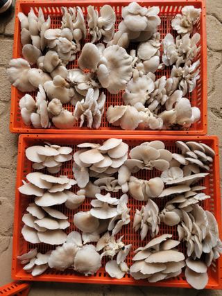 이기석님의 자유주제 · 자유게시판 작성글 사진