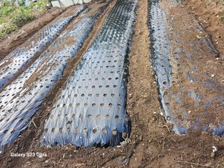 공주유구 구계박만호님의 자유주제 · 자유게시판 작성글 사진