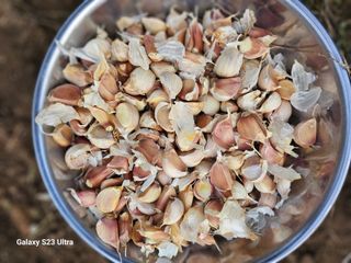 공주유구 구계박만호님의 자유주제 · 자유게시판 작성글 사진