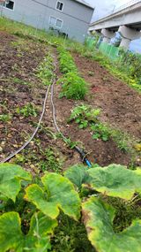 팜모닝 감자·영농일지 게시글 이미지