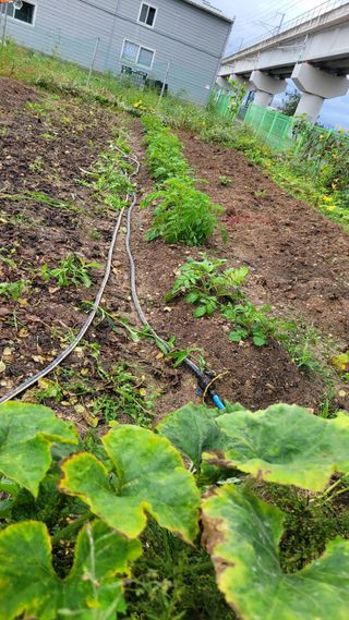 포항 농민66님의 감자 · 영농일지 작성글 사진