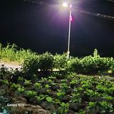 팜모닝 배추·영농일지 게시글 이미지