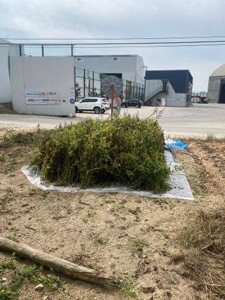 김유찬님의 들깨 · 영농일지 작성글 사진