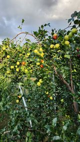 팜모닝 기타작물·영농일지 게시글 이미지