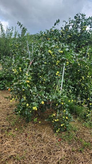 이상보님의 기타작물 · 영농일지 작성글 사진
