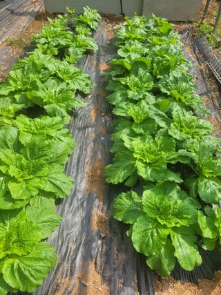 박재순님의 배추 · 영농일지 작성글 사진