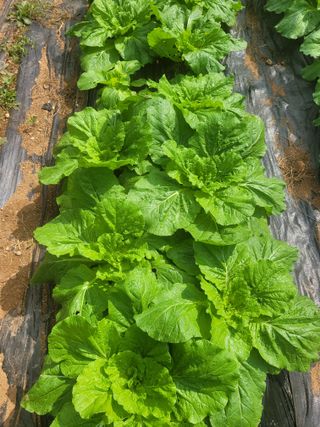 박재순님의 배추 · 영농일지 작성글 사진