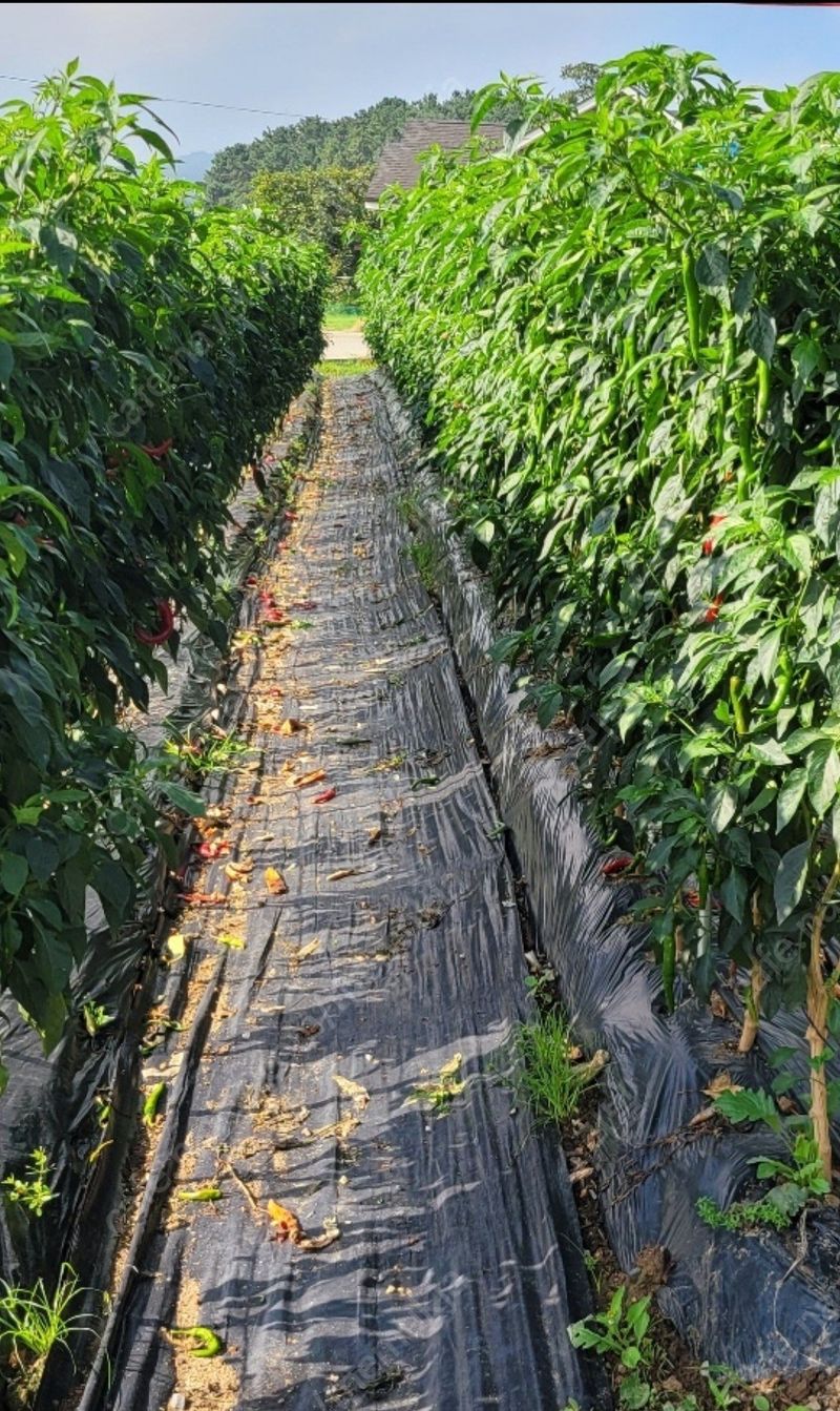 다불산님의 장터 판매 상품 [고춧가루 60근] 첨부 사진