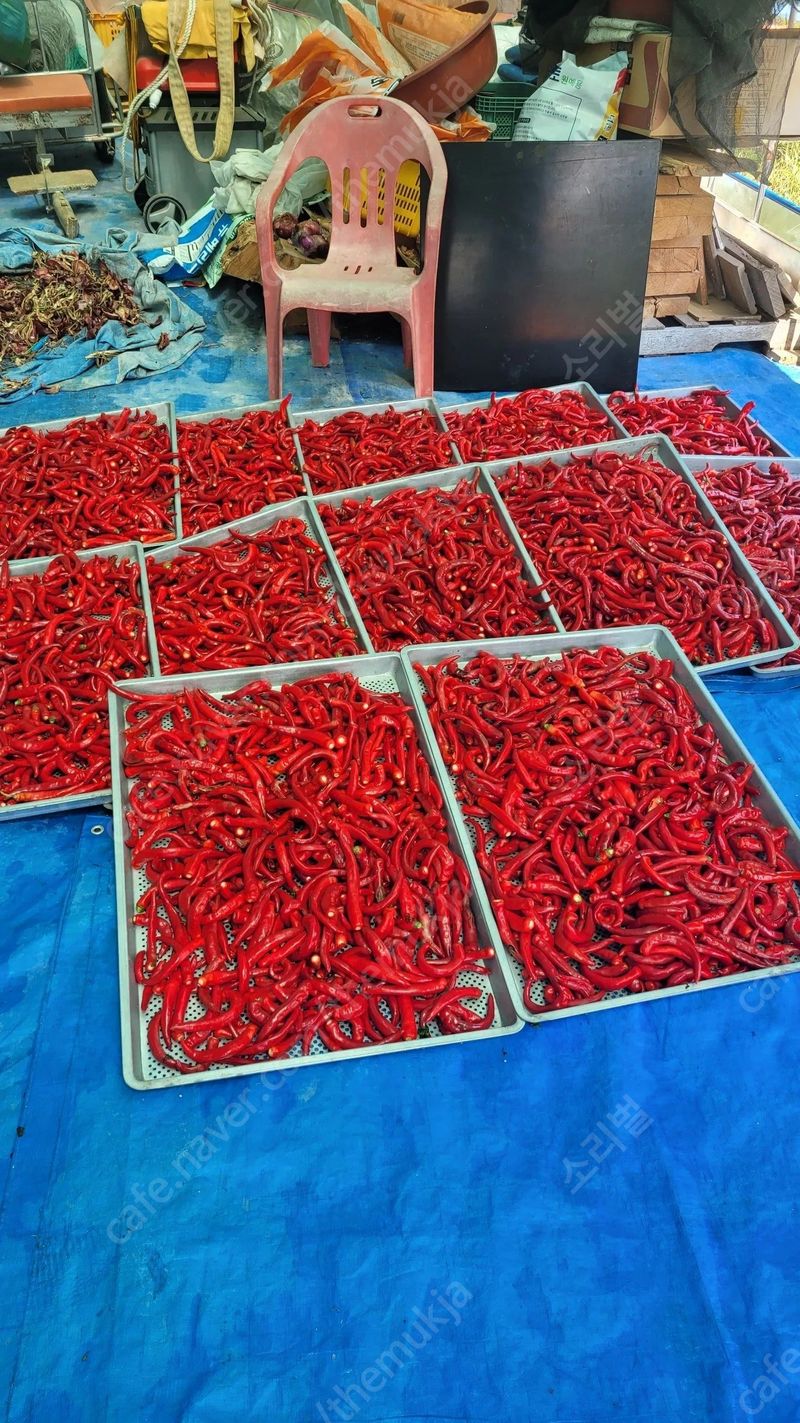 다불산님의 장터 판매 상품 [고춧가루 60근] 첨부 사진