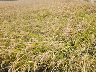 오영관님의 시금치 · 일상 작성글 사진