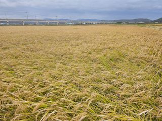 오영관님의 시금치 · 일상 작성글 사진
