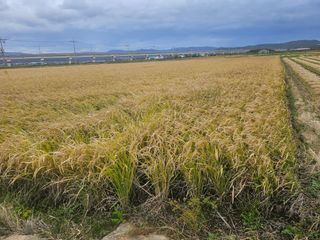 오영관님의 시금치 · 일상 작성글 사진