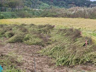 오영관님의 시금치 · 일상 작성글 사진