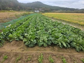 오영관님의 시금치 · 일상 작성글 사진